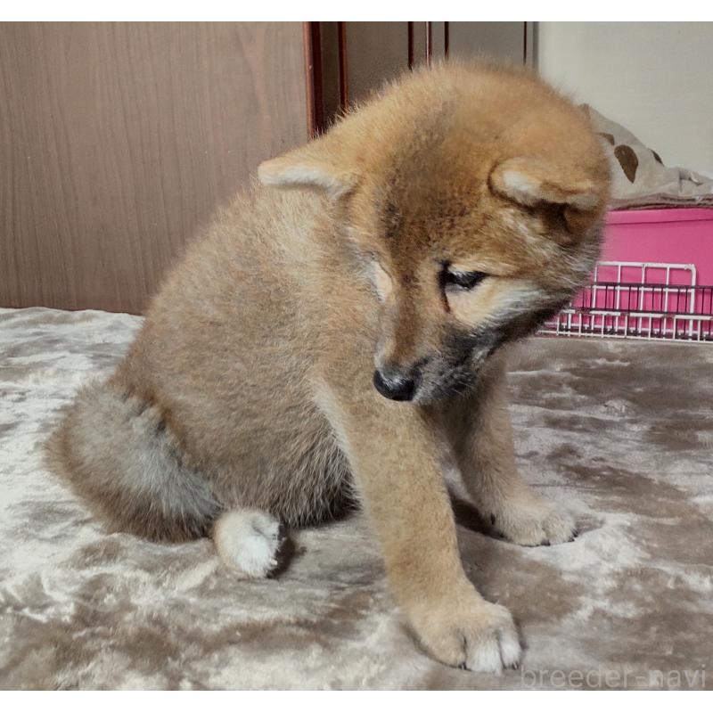 販売中の秋田県の柴犬-396401の4枚目